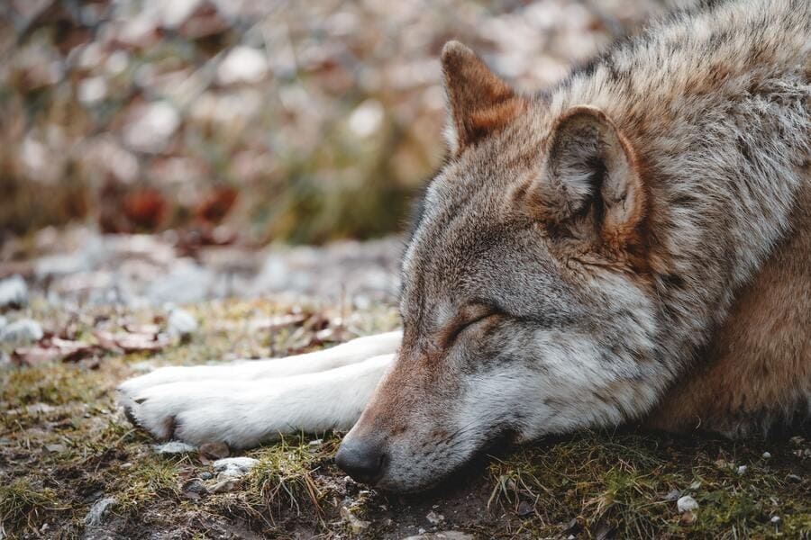 Wolf im Cumberland Wildpark Grünau